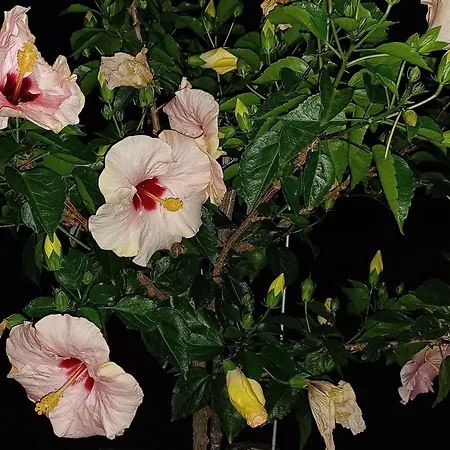 Weinberg-ferienwohnung, Oberrotweil Apartmán